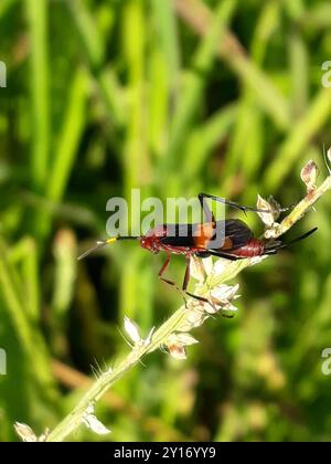 (Compsocryptus melanostigma) Insecta Stock Photo - Alamy