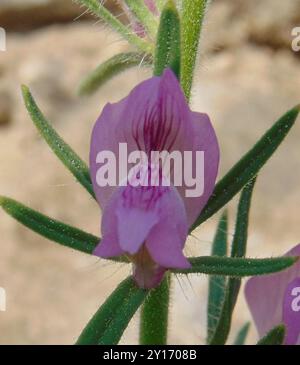 Weasel's-snout (Misopates orontium) Plantae Stock Photo