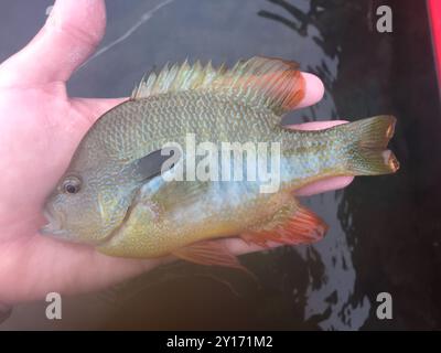 Longear Sunfish Complex (Lepomis megalotis) Actinopterygii Stock Photo