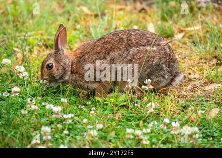 Wild Rabbit Stock Photo