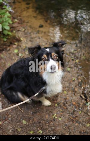 tricolor australian shepherd is on a walk by the river. Stock Photo