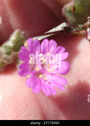 Trailing Windmills (Allionia incarnata) Plantae Stock Photo