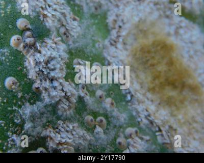 prickly pear scale (Diaspis echinocacti) Insecta Stock Photo - Alamy