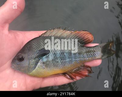 Longear Sunfish Complex (Lepomis megalotis) Actinopterygii Stock Photo