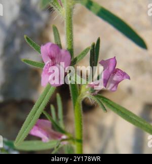 Weasel's-snout (Misopates orontium) Plantae Stock Photo