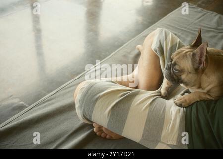 Fawn French Bulldogs are relaxing on the lap of their human best friend on the sofa Stock Photo