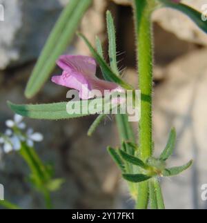 Weasel's-snout (Misopates orontium) Plantae Stock Photo