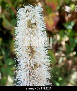 butterspoon tree (Cunonia capensis) Plantae Stock Photo