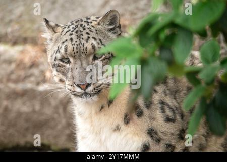 Snow Leopard Stock Photo