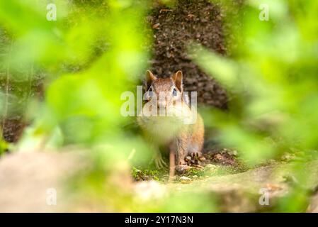 Chipmunk Stock Photo
