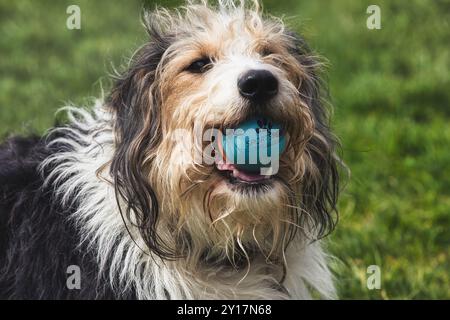 Shaggy Dog Playing with Ball in Outdoor Park Stock Photo