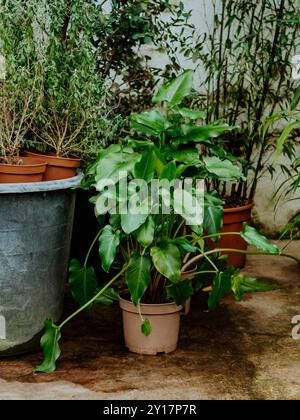 Different plants in flower pots in flowers store. Garden center and wholesale supplier concept. Stock Photo