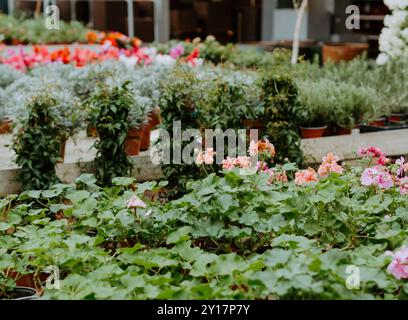 Different plants in flower pots in flowers store. Garden center and wholesale supplier concept. Stock Photo