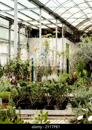 Different plants in flower pots in flowers store. Garden center and wholesale supplier concept. Stock Photo
