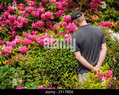 Visitor admiring rhododendrons in spring at Lea Gardens a popular tourist attraction near Matlock Derbyshire Dales Peak District England UK Stock Photo