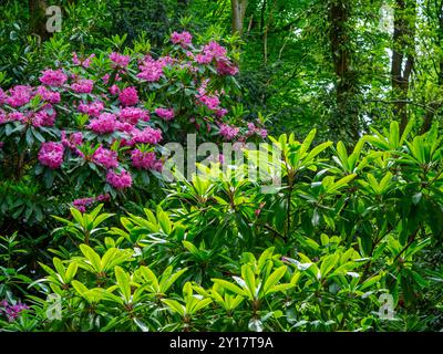 Rhododendrons in spring at Lea Gardens a popular tourist attraction near Matlock Derbyshire Dales Peak District England UK Stock Photo