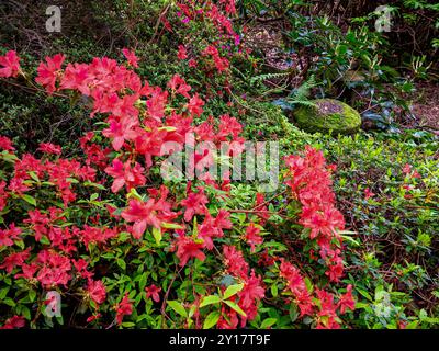 Rhododendrons in spring at Lea Gardens a popular tourist attraction near Matlock Derbyshire Dales Peak District England UK Stock Photo