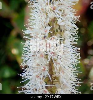 butterspoon tree (Cunonia capensis) Plantae Stock Photo