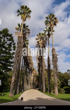 The Botanico botanic garden, Lisbon. Avenue of Washingtonia palm trees. Stock Photo