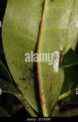 Cottony Yew Scale (Pulvinaria floccifera Stock Photo - Alamy