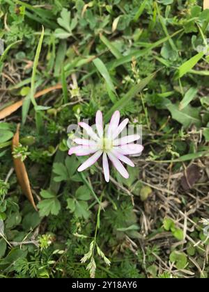 Tenpetal Anemone (Anemone berlandieri) Plantae Stock Photo