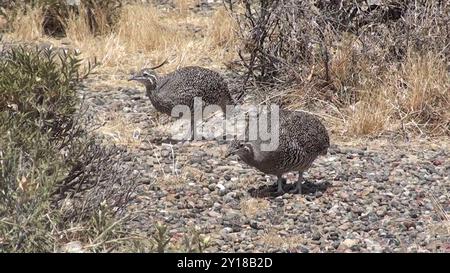 Elegant Crested-Tinamou (Eudromia elegans) Aves Stock Photo