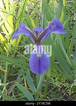 Common Beardless Irises (Limniris) Plantae Stock Photo