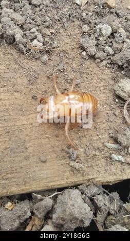 Chorus Cicada (Amphipsalta zelandica) Insecta Stock Photo