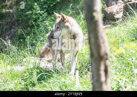 Wolf hunting in the forest, Italian Alps. Canis Lupus, free in the wild nature. Stock Photo