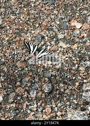 Zebra Swallowtail (Eurytides marcellus) Insecta Stock Photo - Alamy
