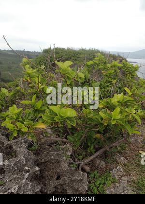 malbau (Premna serratifolia) Plantae Stock Photo