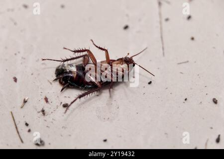 Cockroach Bugs In Dirty House Indoors. Apartment Hygiene Stock Photo ...