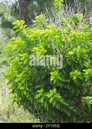 malbau (Premna serratifolia) Plantae Stock Photo