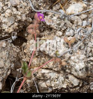 Trailing Windmills (Allionia incarnata) Plantae Stock Photo