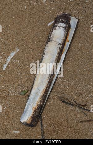 Pod Razor (Ensis siliqua), Mollusca, River Dovey, Aberdovey, Wales, GB ...