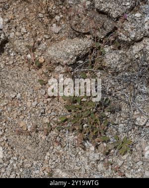 Trailing Windmills (Allionia incarnata) Plantae Stock Photo