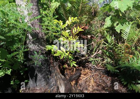 butterspoon tree (Cunonia capensis) Plantae Stock Photo