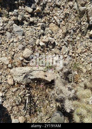 Trailing Windmills (Allionia incarnata) Plantae Stock Photo