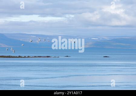 Several Arctic Terns (Sterna paradisaea)  flying over the sea with mountains iin the background. Flatey, Breiðafjörður, Westfjords, Iceland Stock Photo