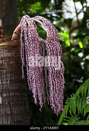 Bangalow Palm, King Palm, Illawara Palm or Piccabeen Palm, Archontophoenix cunninghamiana, Araceae. Eastern Australia. Stock Photo