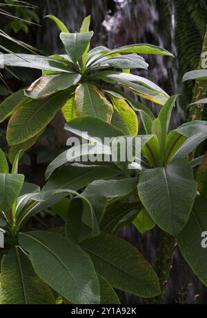 Singapore Graveyard Flower, Plumeria obtusa, Apocynaceae. West Indies, Caribbean. Stock Photo