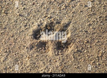 dog paw prints in the sand Stock Photo