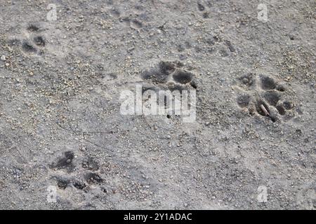 dog paw prints in the sand Stock Photo