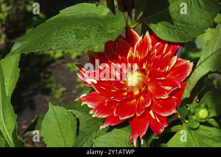 Water lily dahlia, Liesma Stock Photo