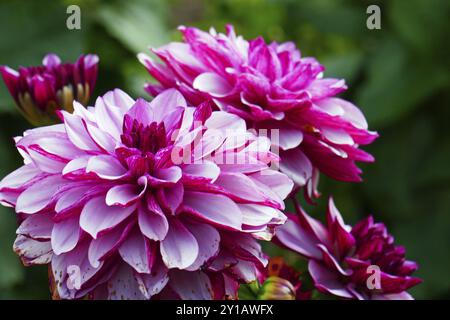 Water Lilies Dahlia, Creme de Cassis Stock Photo - Alamy