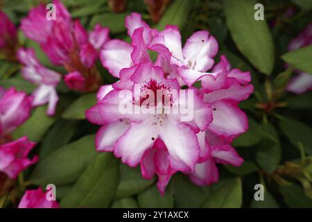 Hairy Alpenrose Stock Photo