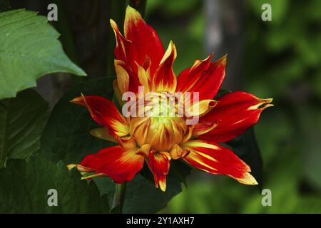 Water lily dahlia, Liesma Stock Photo