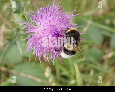 Bellflower bumblebee (Bombus soroeensis), on flower, blurred background, North Rhine-Westphalia, Germany, Europe Stock Photo