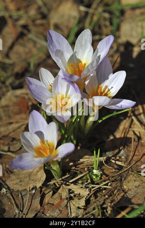 Crocus chrysanthus Stock Photo