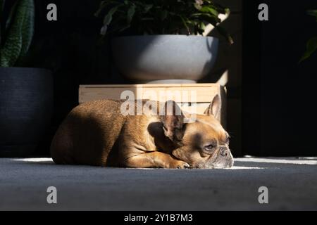 A sleepy French Bulldog lying in a spot of sun in a room with houseplants. Stock Photo